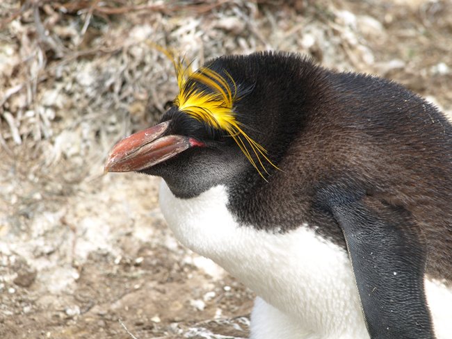 ../../Pictures/241209/022 Macaroni.JPG